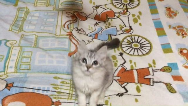 Ежевика 3 месяца смотреть онлайн