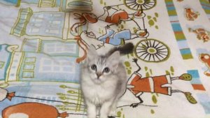 Ежевика   3 месяца