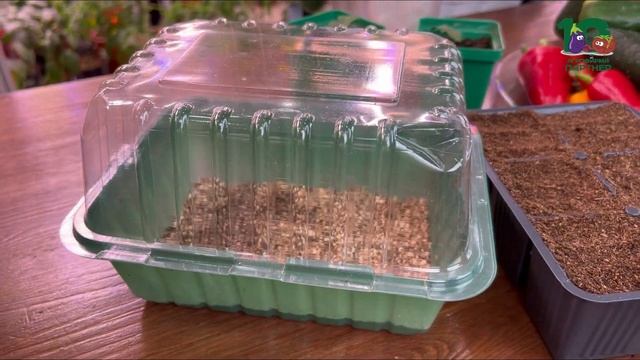 СЕКРЕТЫ ОГУРЕЧНОГО УСПЕХА // Выбор гибридов и легкие с? смотреть онлайн