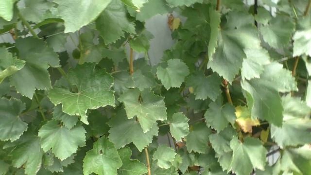 Виноград Красава відео за 1 та 17 серпня смотреть онлайн