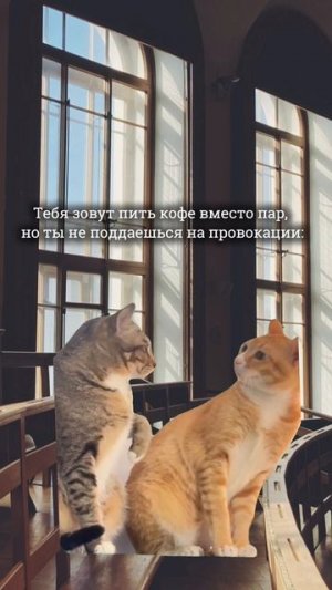 Внимание ☝🏼

Прогулки во время пар вредят вашему обучению.