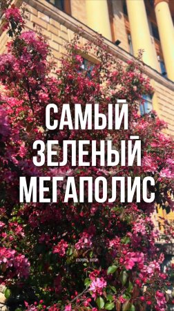 Яблони на улице Савушкина #держувкурсе
