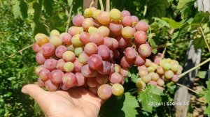 Виноград Альянс Калугина В. М.