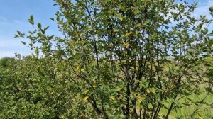 О размножении ирги зелеными черенками