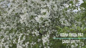ОДИН ЛИШЬ РАЗ САДЫ ЦВЕТУТ ....