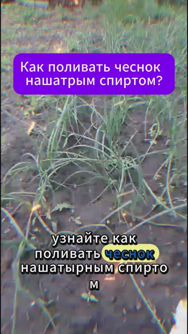как поливать чеснок для большого урожая