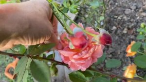 Розы Саммер Сонг и Леди оф Шаллот . 16 августа 2024 г.