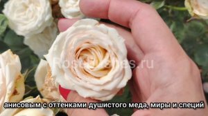 Мадам Анизетт. Madame Anisette. (грандифл) rosebushes.ru
