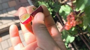 АЛЬБИНОС и ЦЕЗАРЬ виноград селекции Калугина Виктора