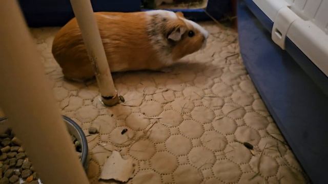 Морские свинки, петрушка и странности поведения Белки смотреть онлайн