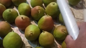 Груша  Яй Гюрен. Сад Тоторова