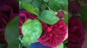 Роза Munstead Wood (Манстед Вуд)Austin Великобритания, 2007г