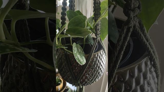 комнатные растения #онкожизнь #рмж смотреть онлайн