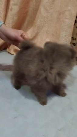 #лиловыйшпиц #померанскийшпиц #шпиц