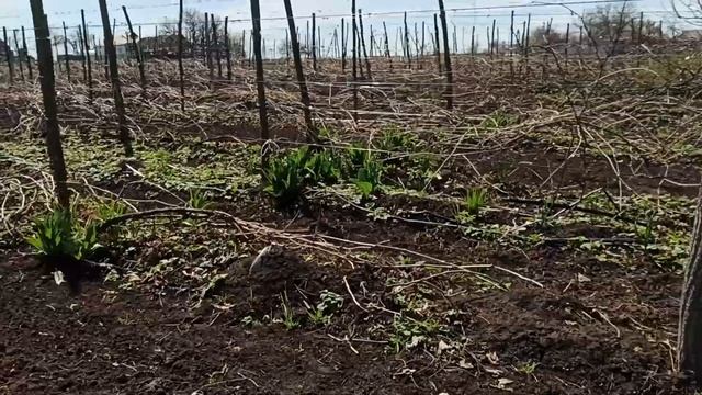 15 апреля 2025 г. Виноград в Кировоградской области. Пора смотреть онлайн