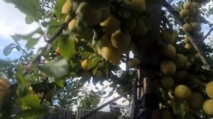 Алыча Мара. Пришло время сбора плодов. Сад Тоторова.