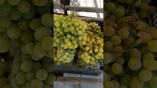 Виноград кишмиш Элица тел 8771-614-62-73 ватцап смотреть онлайн