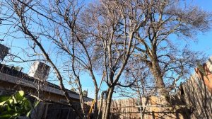 Как обрезать высокую сливу?