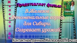 В.Железов.Феноменальные сорта для Сибири.  Созревает урожай