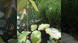 Роза Stephen Rulo (Стивен Руло).   William E. Chaney США, 2008г.