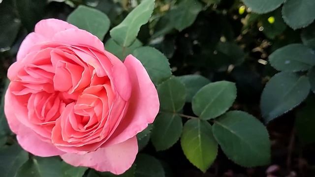 РОЗА МАДЕМУАЗЕЛЬ МЕЙЯН (Mademoiselle Meilland) | Обзор сорта Маде