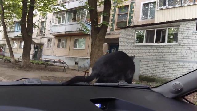 КОТОПОЗИТИВ.  Приколы с Котами. Небольшая перемена для любителей рукоделия.