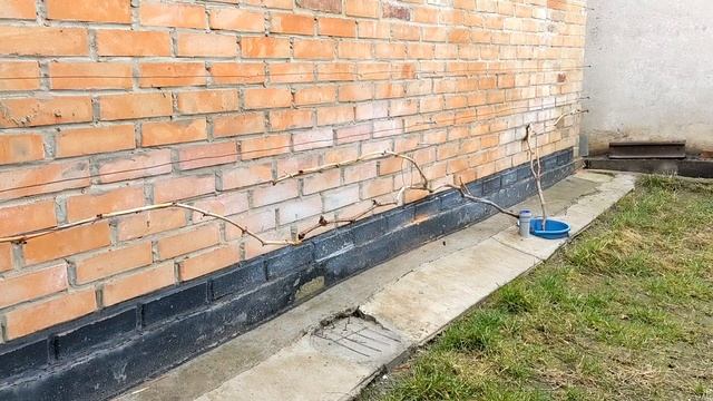 Моя био чудо-смесь от всех болезней винограда. #виногр? смотреть онлайн