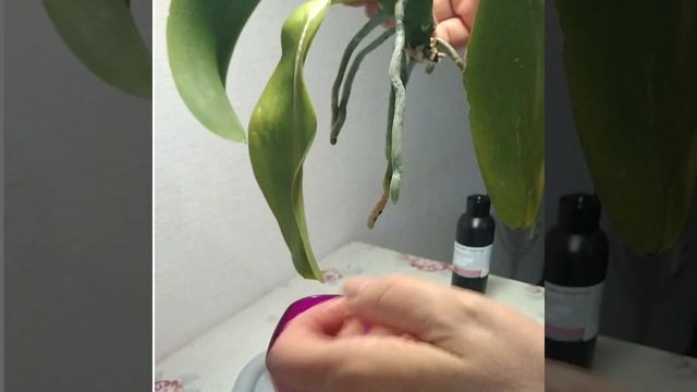 #200 Омоложение старых орхидей смотреть онлайн