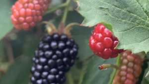 Ежевика Бжезина.  Первый сбор ягод. 06.07.24