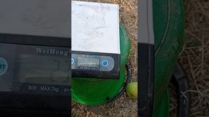 груша сорта Бере  Мореттини