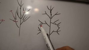 Обрезка дерева с первого года.