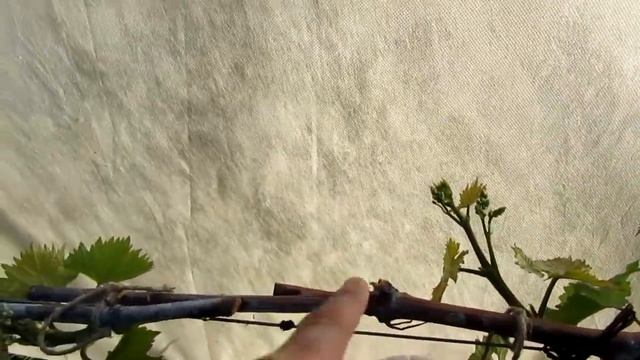 🔴🔴2-я Обломка молодых побегов винограда. Клещи. Обло?