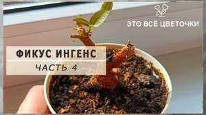 Фикус ингенс. Часть 4