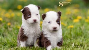 🧿 ЩЕНКИ ЯКУТСКАЯ ЛАЙКА 🐶 Питомник "Свободная стая"📍 Москва ✍ Заводчик Гульнара Жианшина