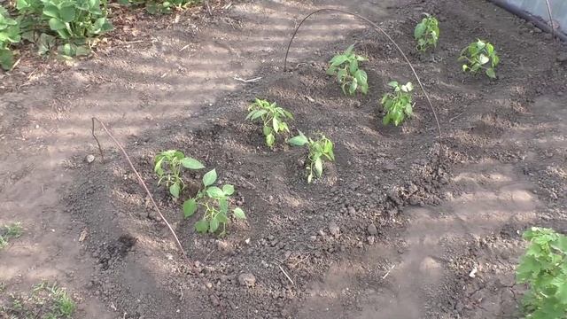 Высадка рассады перцев в грунт