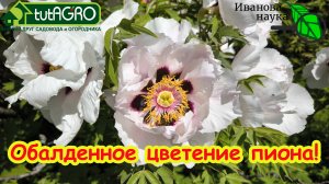 НИКОГДА НЕ ДЕЛАЙТЕ ЭТО С ПИОНАМИ, А ТО НЕ БУДУТ ЦВЕСТИ. ТРИ ПРОСТЫХ ПРАВИЛА УХОДА ЗА ПИОНАМИ.