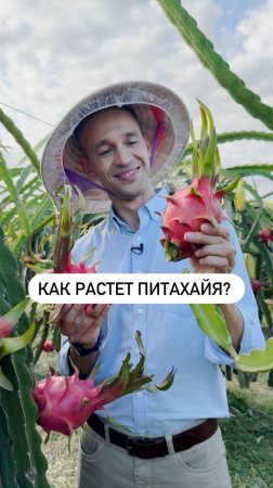 Как растет питахайя?