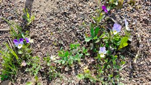 И на камнях растут цветы🌺Есть женщины в русских селеньях!