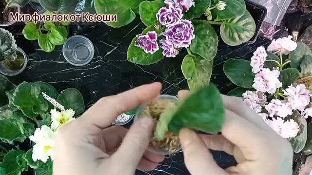 Укоренение листов. Во мхе, перлите