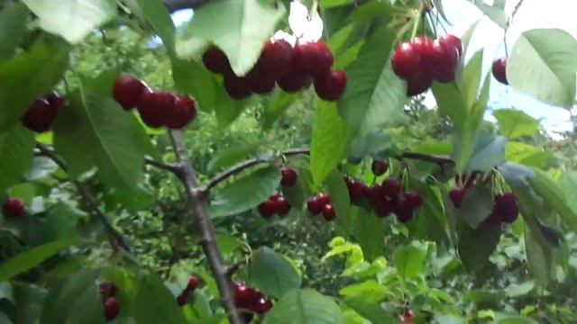 Прошли ливни, черешня трещит. А у меня НЕТ смотреть онлайн