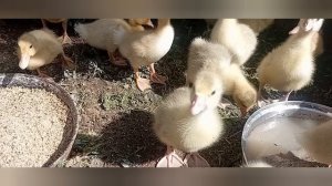 в деревне что ни день,то работа/ каждый день, как один/большая семья/ Алтай