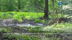 Волчья семья попала в фотоловушку в заповеднике на границе с Тульской областью