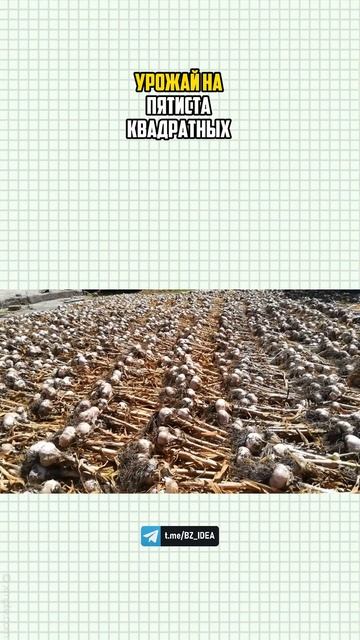 Бизнес идея #shorts #бизнес чеснок смотреть онлайн