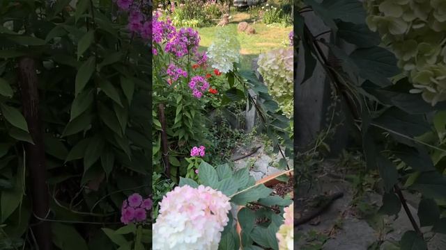 Гортензия метельчатая Сандей Фрайз / Sundae Fraise #цветы #hydr смотреть онлайн