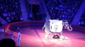 многотонный слон навалился на человека#дрессура #слон #цирк  #elefante #circus #опасный #dangerous