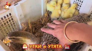 Утки с Утятами гармония во дворе 🦆🤗❣️(7)