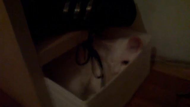 Кошки. Котенок обожает коробки. смотреть онлайн