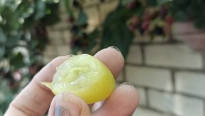 виноград сорт."Сенсация"