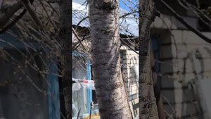 Прививка черешни в ствол вишни.