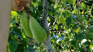 Груша "Амфора".Перспективний ранньо-зимовий сорт.